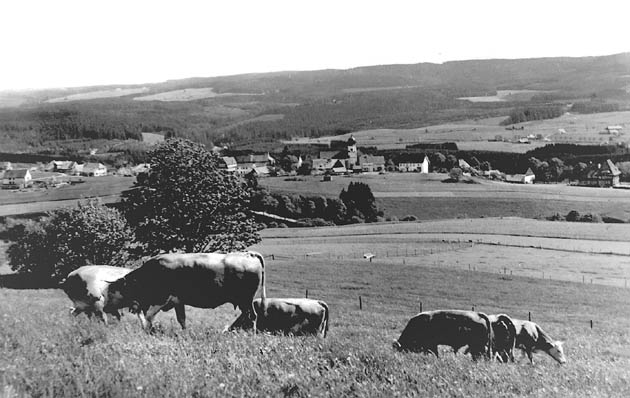 Friedlich grasende Rinder in Kappel um 1930